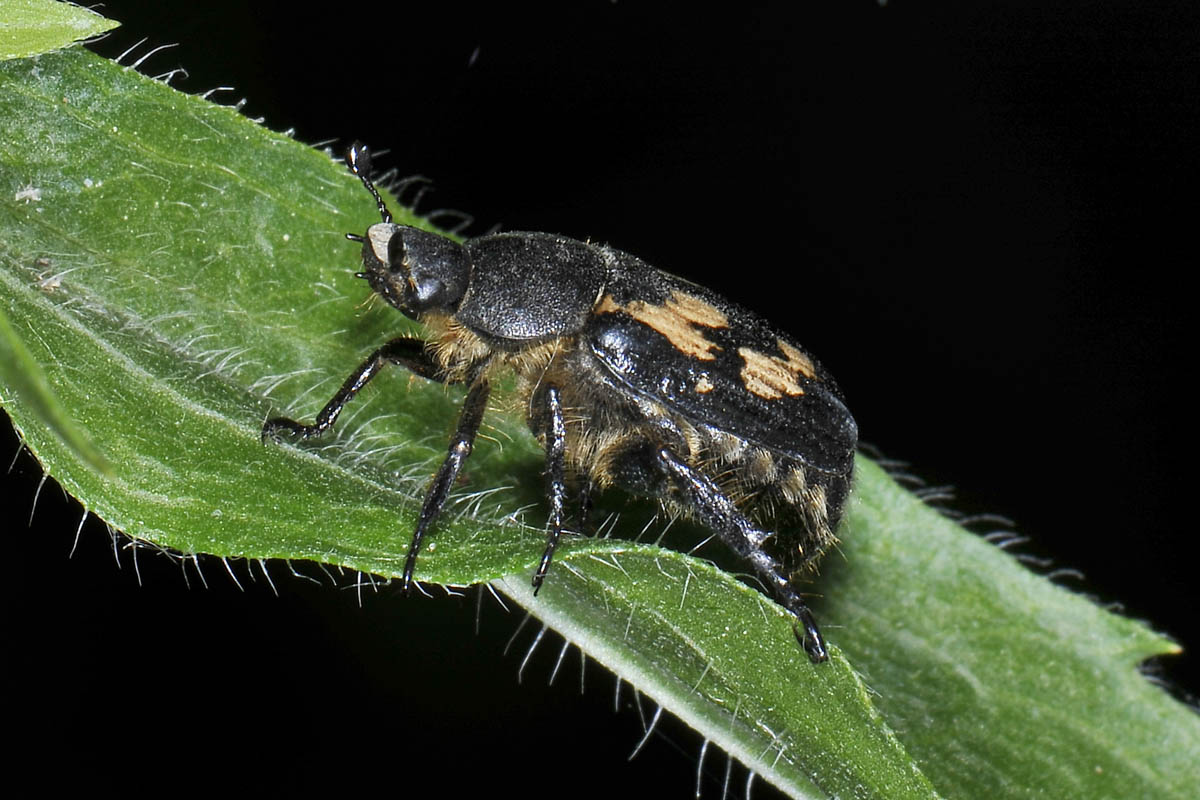 Exomala campestris, Rutelidae